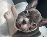 Собаки в Ижевске: Малыш французский бульдог, черно-белый 🐶 Мальчик, 20 000 руб. - фото 3