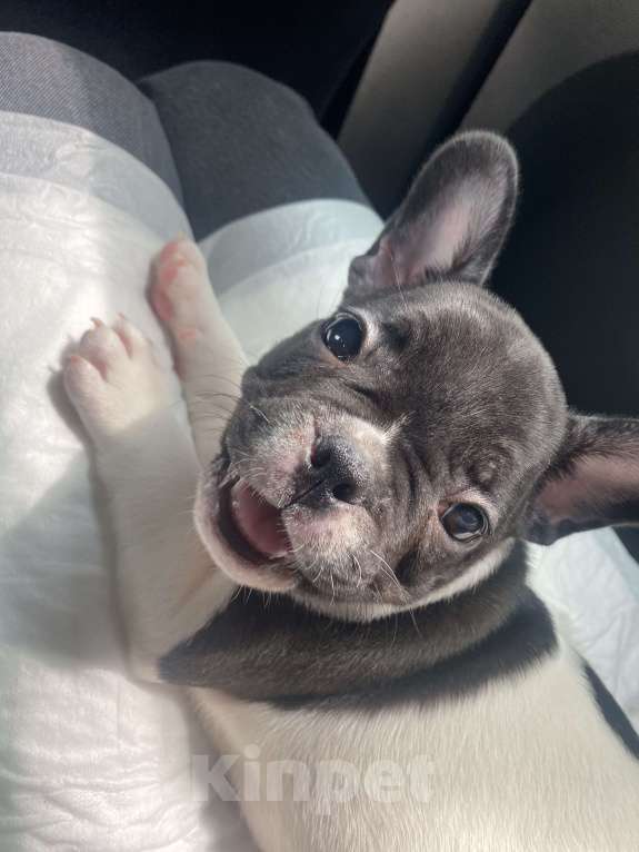 Собаки в Ижевске: Малыш французский бульдог, черно-белый 🐶 Мальчик, 20 000 руб. - фото 3