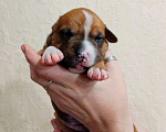 Собаки в Москве: Яркий малыш амстаффа  Мальчик, 80 000 руб. - фото 5