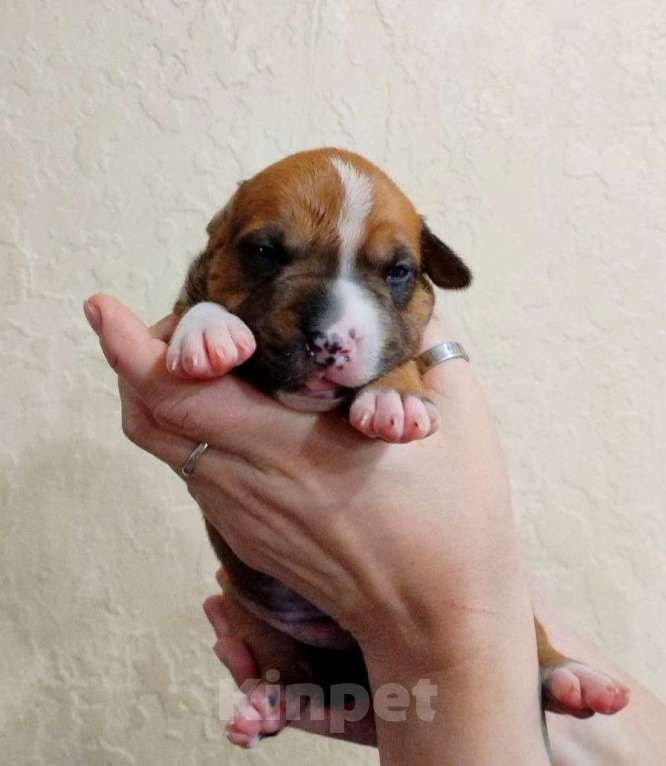 Собаки в Москве: Яркий малыш амстаффа  Мальчик, 80 000 руб. - фото 5