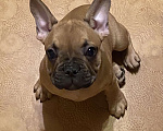 Собаки в Санкт-Петербурге: Шикарный мальчик французского бульдога  Мальчик, 45 000 руб. - фото 6