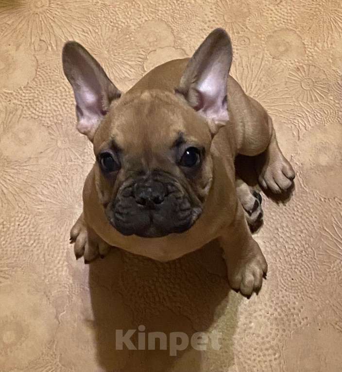 Собаки в Санкт-Петербурге: Шикарный мальчик французского бульдога  Мальчик, 45 000 руб. - фото 6