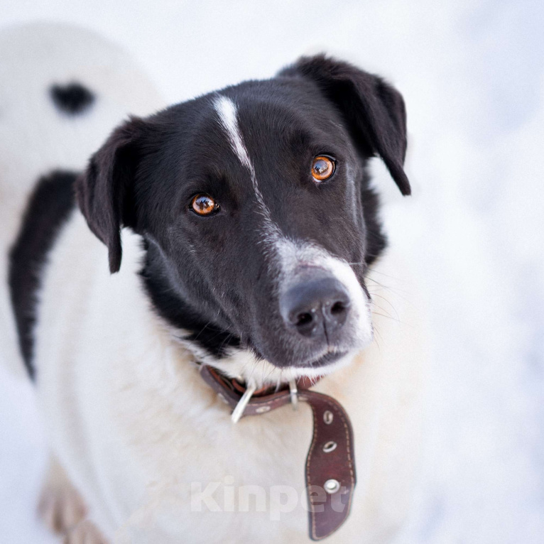 Собаки в Москве: Спокойный пёсик из приюта ищет дом Мальчик, Бесплатно - фото 1