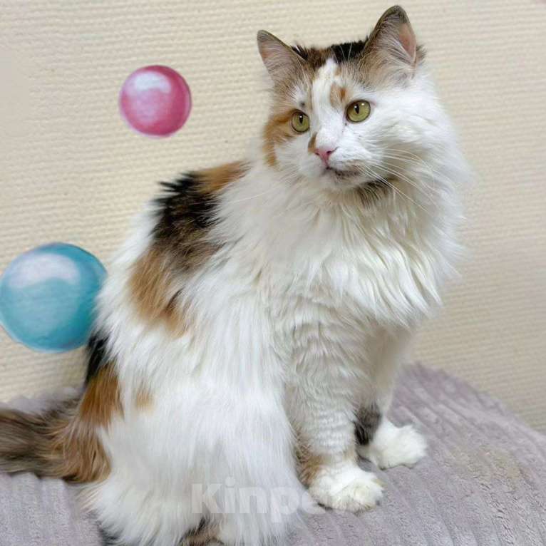 Кошки в Москве: Мусю не выбирают из-за возраста  Девочка, Бесплатно - фото 3