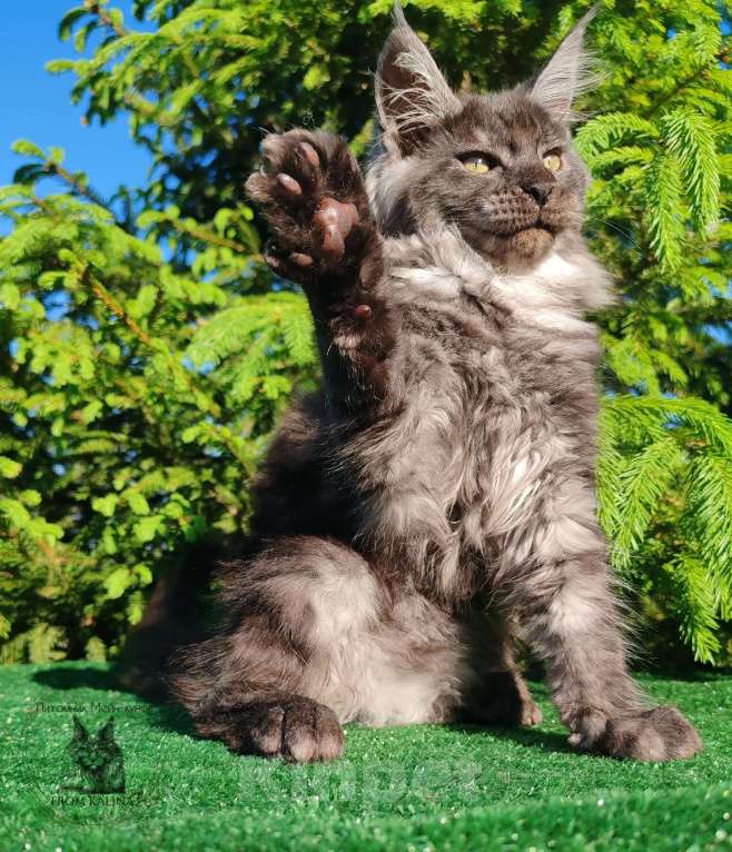 Кошки в Санкт-Петербурге: Кошечка мейн-кун черный дым Девочка, 50 000 руб. - фото 2