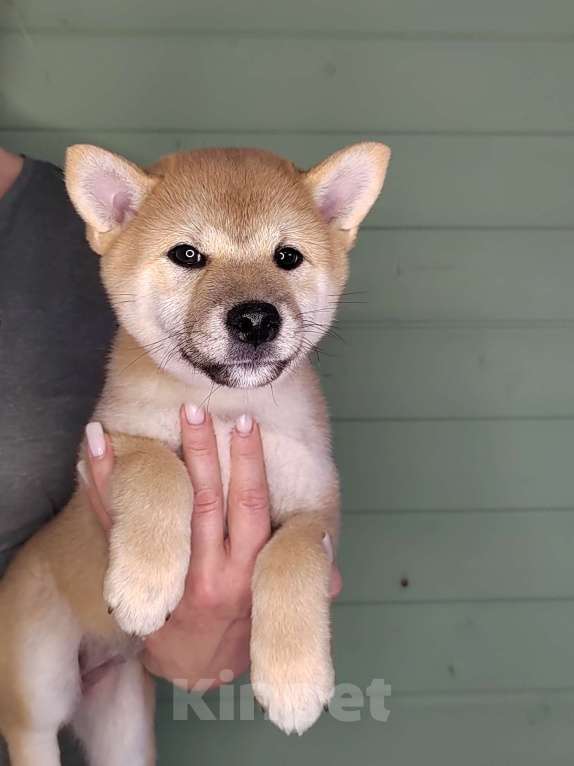 Собаки в Сыктывкаре: Щенок сиба девочка Девочка, 65 000 руб. - фото 2