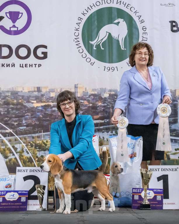 Собаки в Краснодаре: Щенок бигля Мальчик, 120 000 руб. - фото 4