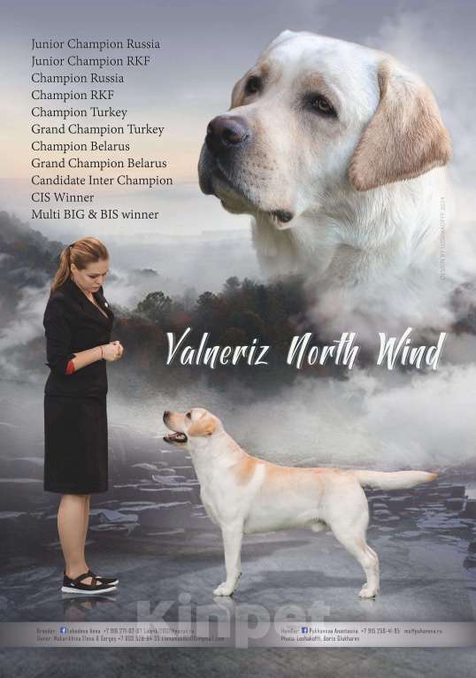 Собаки в Москве: Щенки лабрадора  Мальчик, 55 000 руб. - фото 3