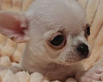 Собаки в Москве: Чихуахуа мальчик Мальчик, 40 000 руб. - фото 3