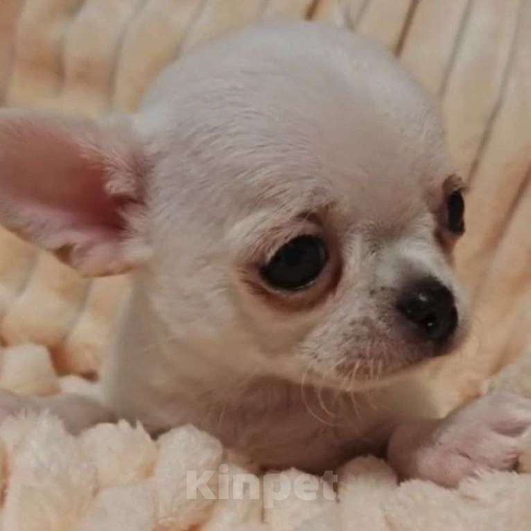 Собаки в Москве: Чихуахуа мальчик Мальчик, 40 000 руб. - фото 3