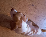 Собаки в Пскове: Найден Биль Девочка, Бесплатно - фото 2