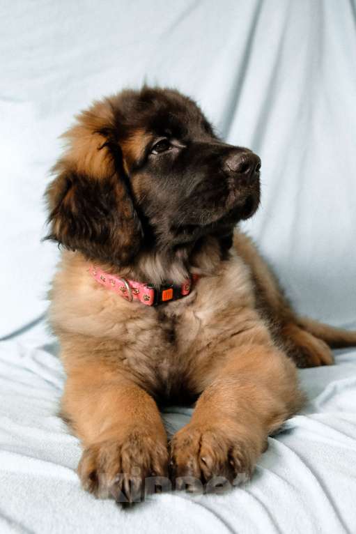 Собаки в Йошкаре-Оле: Продажа щенка Девочка, Бесплатно - фото 2