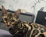 Кошки в Ростове-на-Дону: Бенгальский малыш Мальчик, 60 000 руб. - фото 6