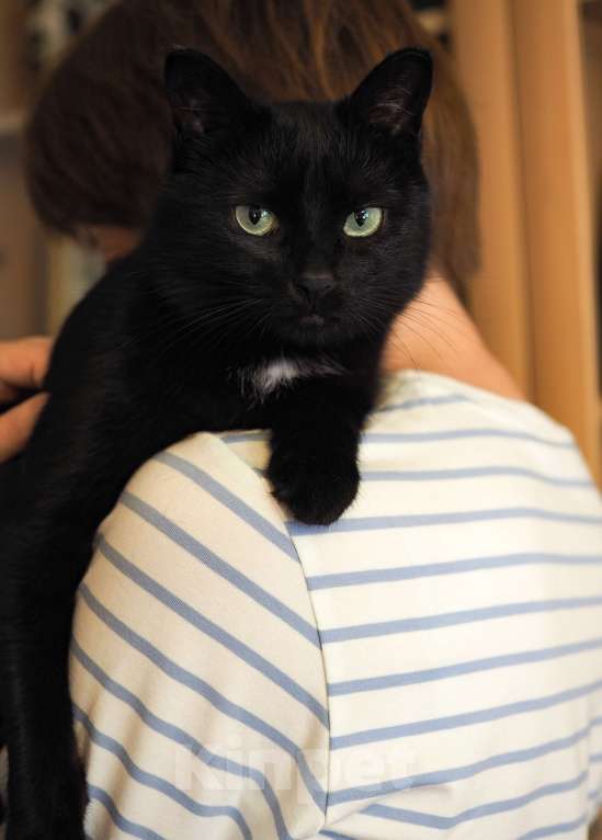 Кошки в Москве: Нежная кошка в добрые руки  Девочка, Бесплатно - фото 5