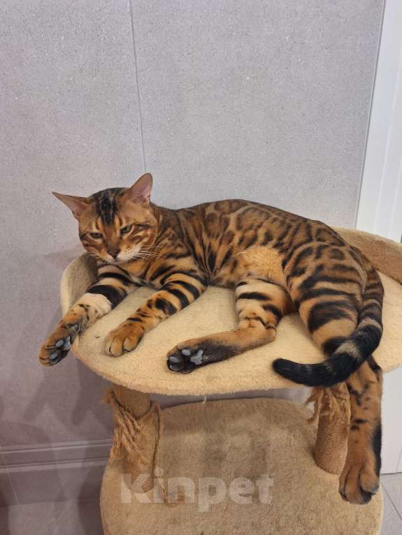 Кошки в Новосибирске: Вязка бенгальский кот Мальчик, 15 000 руб. - фото 4