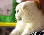 Кошки в Воронеже: продается шотландский котик, 1 руб. - фото 4