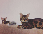 Кошки в Иркутске: Бенгалы из домашнего питомника, 25 000 руб. - фото 1