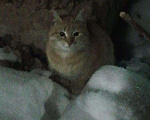 Кошки в Камызяке: Рыжик 6 мес ищет дом, Бесплатно - фото 2