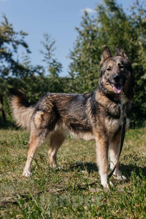 Собаки в Химках: Активная красотка Девочка, Бесплатно - фото 2