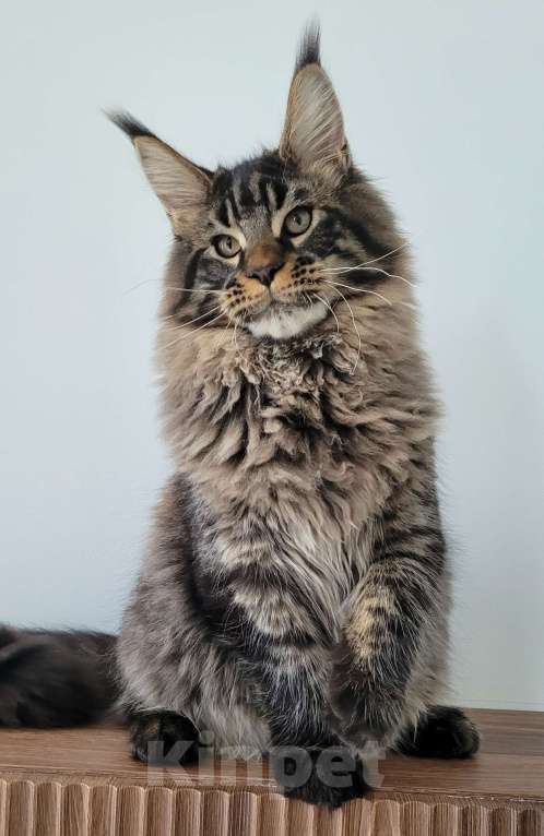 Кошки в Москве: Мейн-кун чёрный тигр Мальчик, 60 000 руб. - фото 7