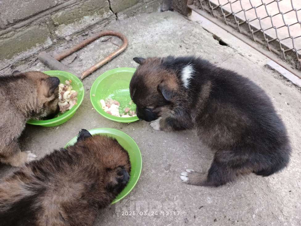 Собаки в Санкт-Петербурге: Макс Мальчик, 10 руб. - фото 6