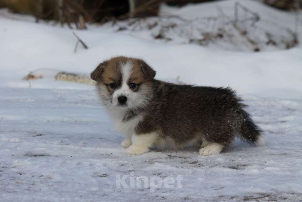 Собаки в Одинцово: Вельш Корги Пемброк Девочка, 60 000 руб. - фото 2