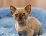 Кошки в Кемерово: Котята Европейской бурмы Разнополые, Бесплатно - фото 2