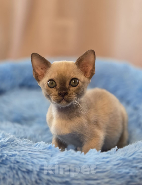 Кошки в Кемерово: Котята Европейской бурмы Разнополые, Бесплатно - фото 2
