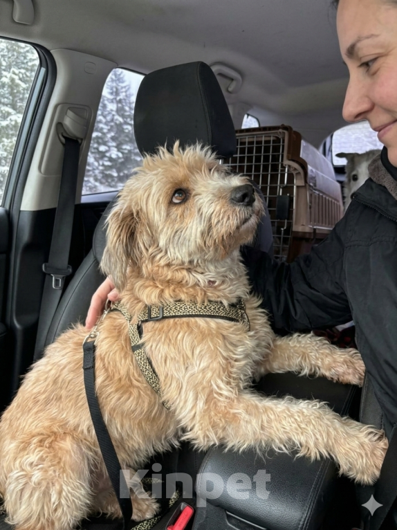 Собаки в Санкт-Петербурге: Собака Тома в добрые руки Девочка, Бесплатно - фото 2