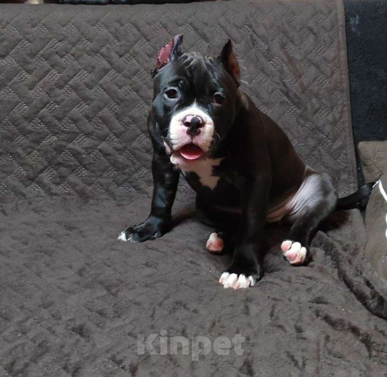 Собаки в Миассе: Щенок Американского булли в типе покет Девочка, 65 000 руб. - фото 5