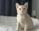 Кошки в Москве: Бурма. Котенок. Девочка в редком окрасе. Девочка, 55 000 руб. - фото 4
