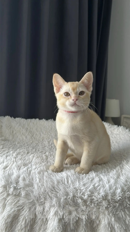 Кошки в Москве: Бурма. Котенок. Девочка в редком окрасе. Девочка, 55 000 руб. - фото 4