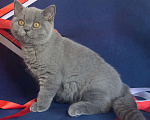 Кошки в Челябинске: Британский котенок с родословной Мальчик, Бесплатно - фото 1