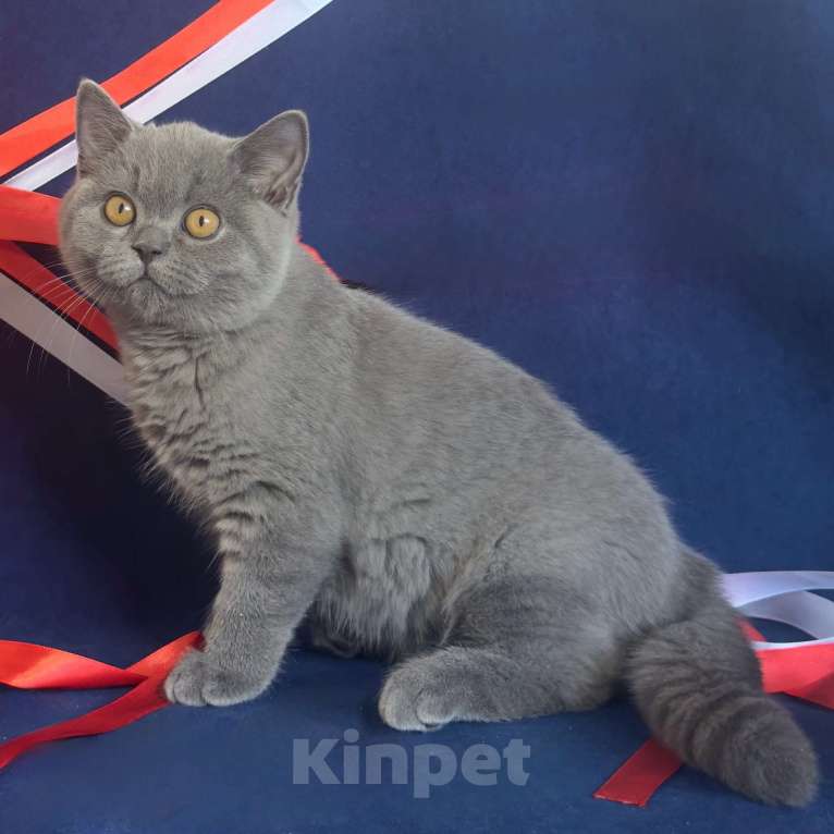 Кошки в Челябинске: Британский котенок с родословной Мальчик, Бесплатно - фото 1
