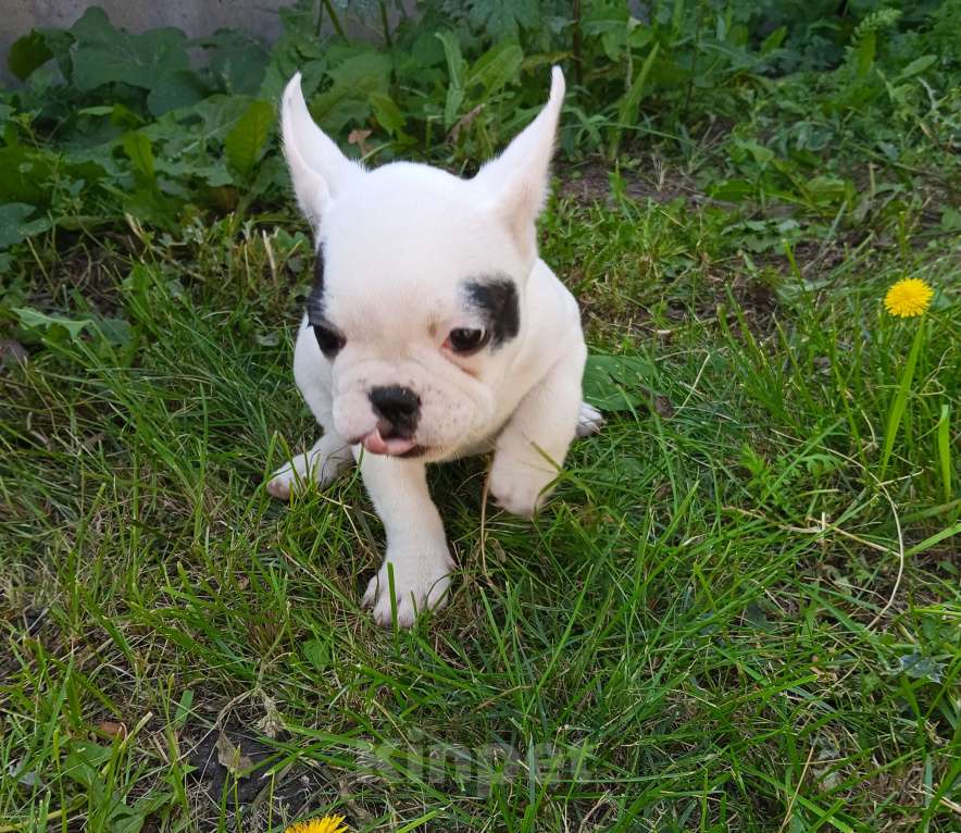 Собаки в других городах Самарской области: Французский бульдог щенок Мальчик, 30 000 руб. - фото 2