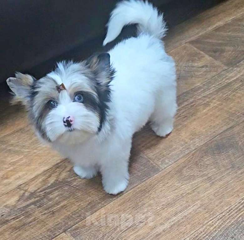 Собаки в Москве: Девочка Голдберри Диамонд Девочка, 120 000 руб. - фото 5