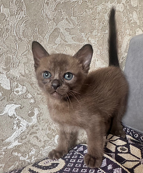 Котята европейской бурмы