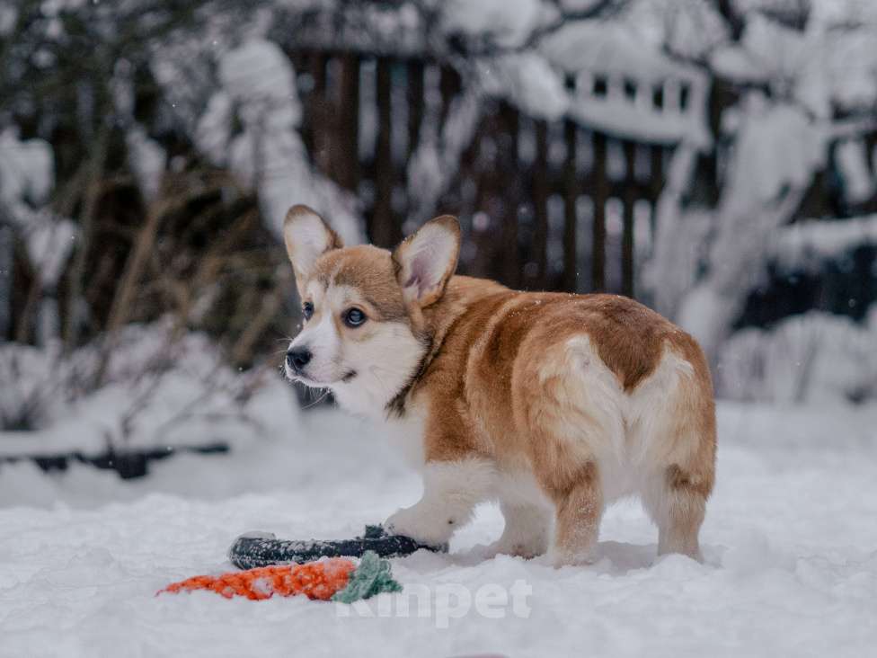 Собаки в Москве: Щенок корги Мальчик, 80 000 руб. - фото 2