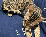 Кошки в Одинцово: Бенгальский котёнок (5 месяцев) Девочка, Бесплатно - фото 2