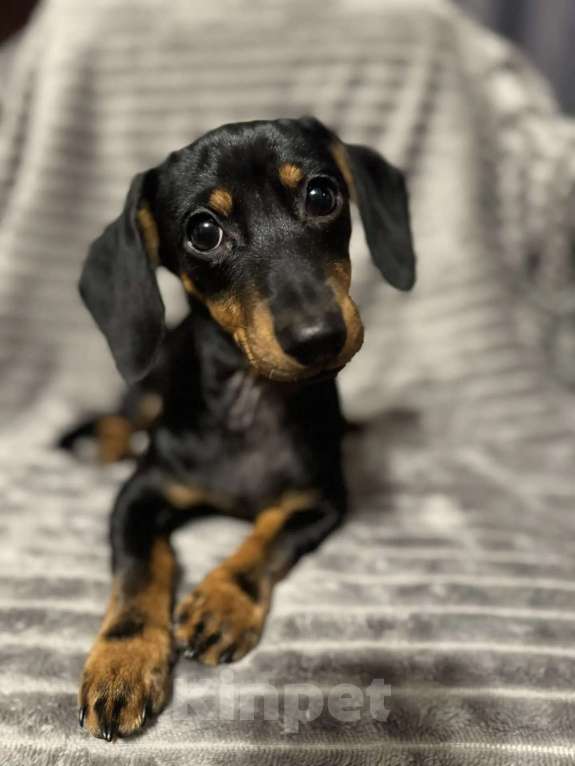 Собаки в Москве: Такса стандарт Девочка Девочка, 35 000 руб. - фото 2