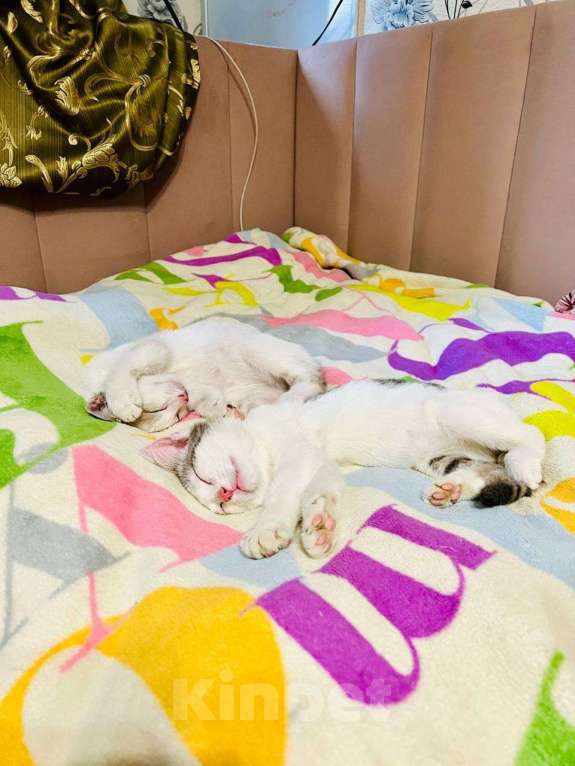 Кошки в Москве: Очаровательный брат с сестричкой в возрасте 4х месяц ищут дом. Мальчик, Бесплатно - фото 3