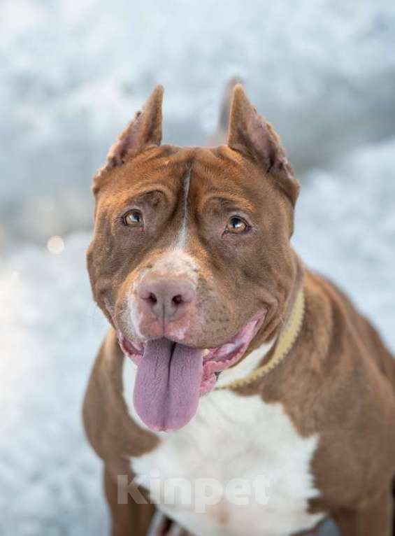 Собаки в Москве: Молодой питбуль шоколадного окраса Паула в добрые руки Девочка, 1 руб. - фото 5
