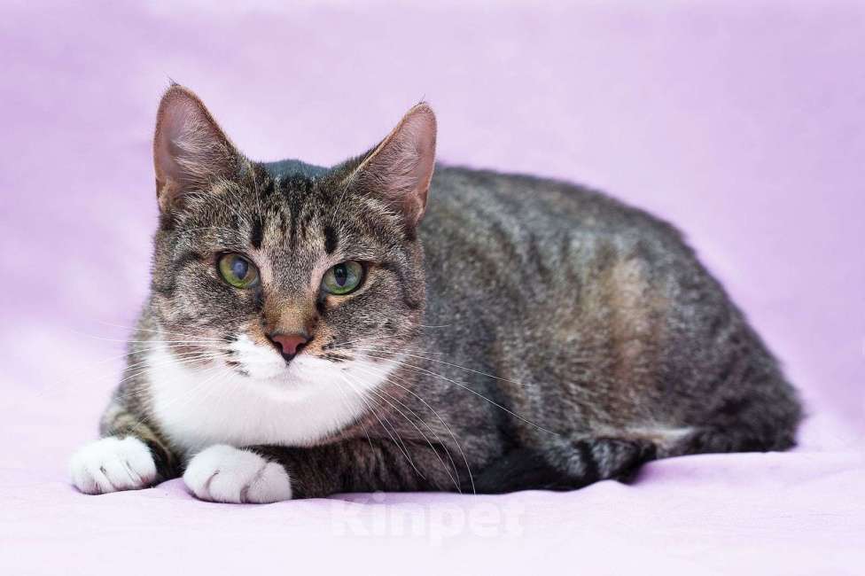 Кошки в Москве: Спокойная зеленоглазая дива Лада в добрые руки Девочка, Бесплатно - фото 6