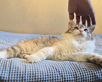 Кошки в Москве: Котёнок мальчик курильский бобтейл Мальчик, 50 000 руб. - фото 3