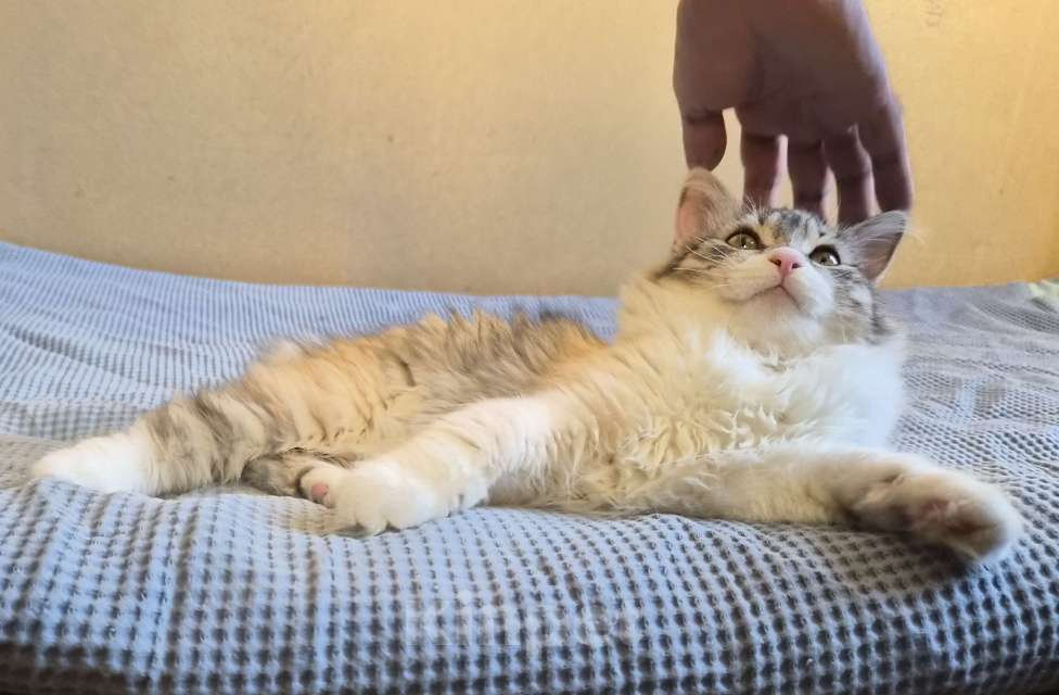 Кошки в Москве: Котёнок мальчик курильский бобтейл Мальчик, 50 000 руб. - фото 3