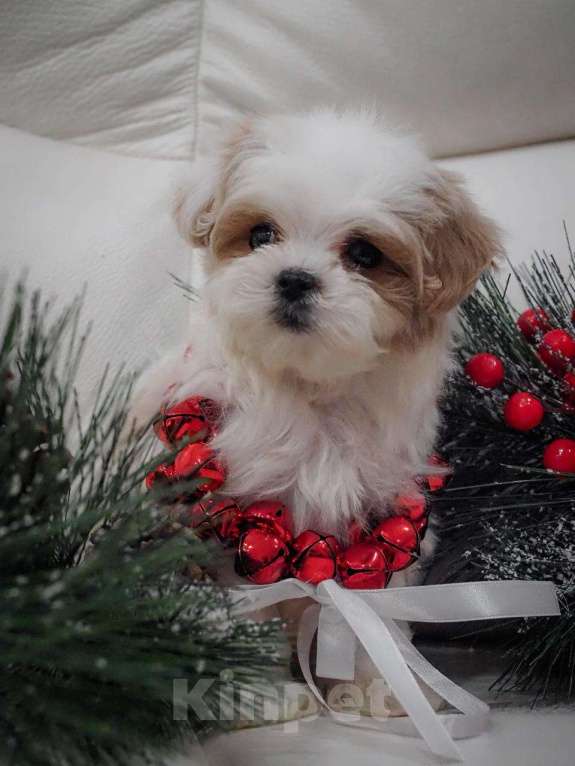 Собаки в Москве: Самые милые щеночки для Вас! Мальчик, Бесплатно - фото 6