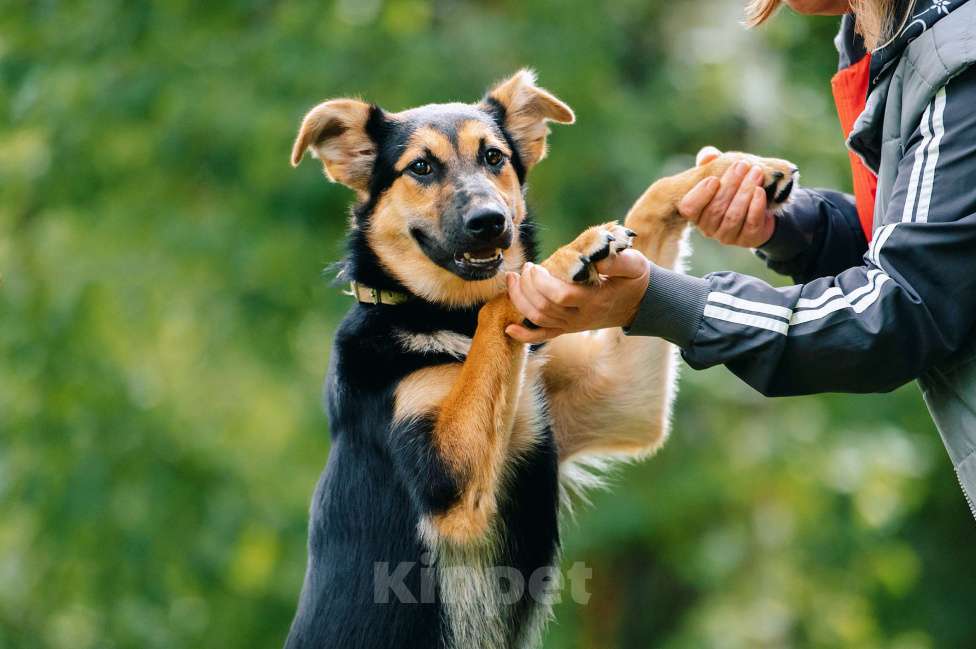 Собаки в Москве: Ника Девочка, Бесплатно - фото 3