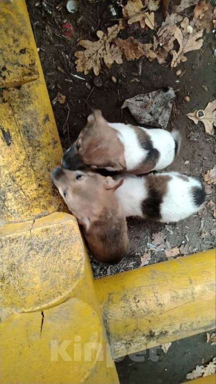 Собаки в Воскресенске: Щенок в добрые руки. Девочка, Бесплатно - фото 2