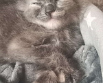 Кошки в Краснодаре: Пушистый котенок Девочка, Бесплатно - фото 1