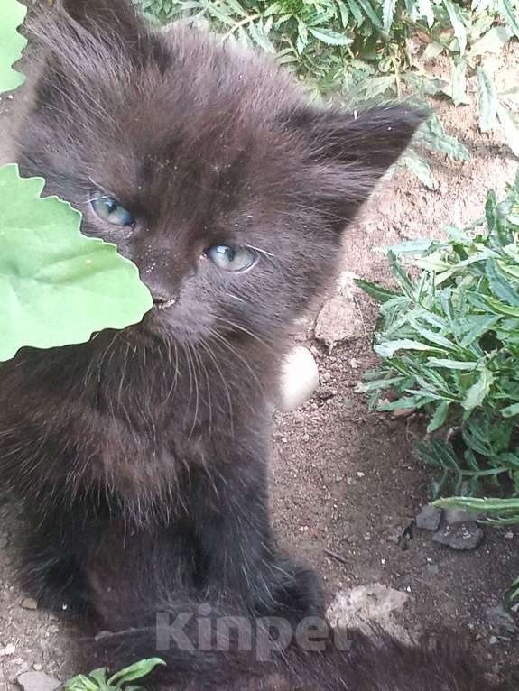 Кошки в Лабинске: Суровый пушистый кот Мальчик, Бесплатно - фото 1